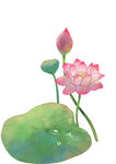 免扣荷花素材  