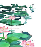 免扣荷花素材 