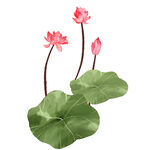 免扣荷花素材 