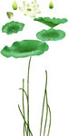 免扣荷花素材  