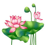 免扣荷花素材  