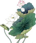 免扣荷花素材 