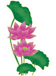免扣荷花素材  