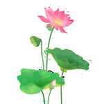 免扣荷花素材 