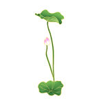 免扣荷花素材 