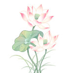免扣荷花素材  