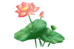 免扣荷花素材 