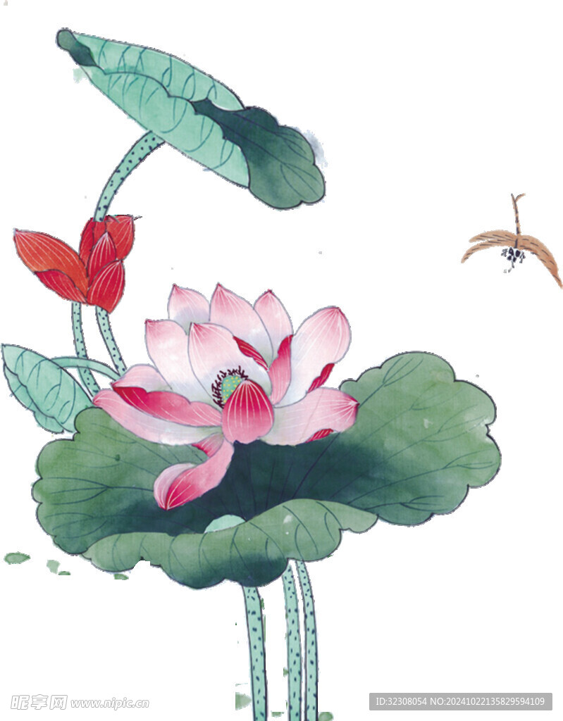 免扣荷花素材  