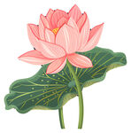 免扣荷花素材  