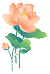 免扣荷花素材  