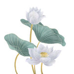 免扣荷花素材  