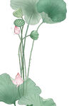 免扣荷花素材 