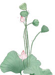 免扣荷花素材  