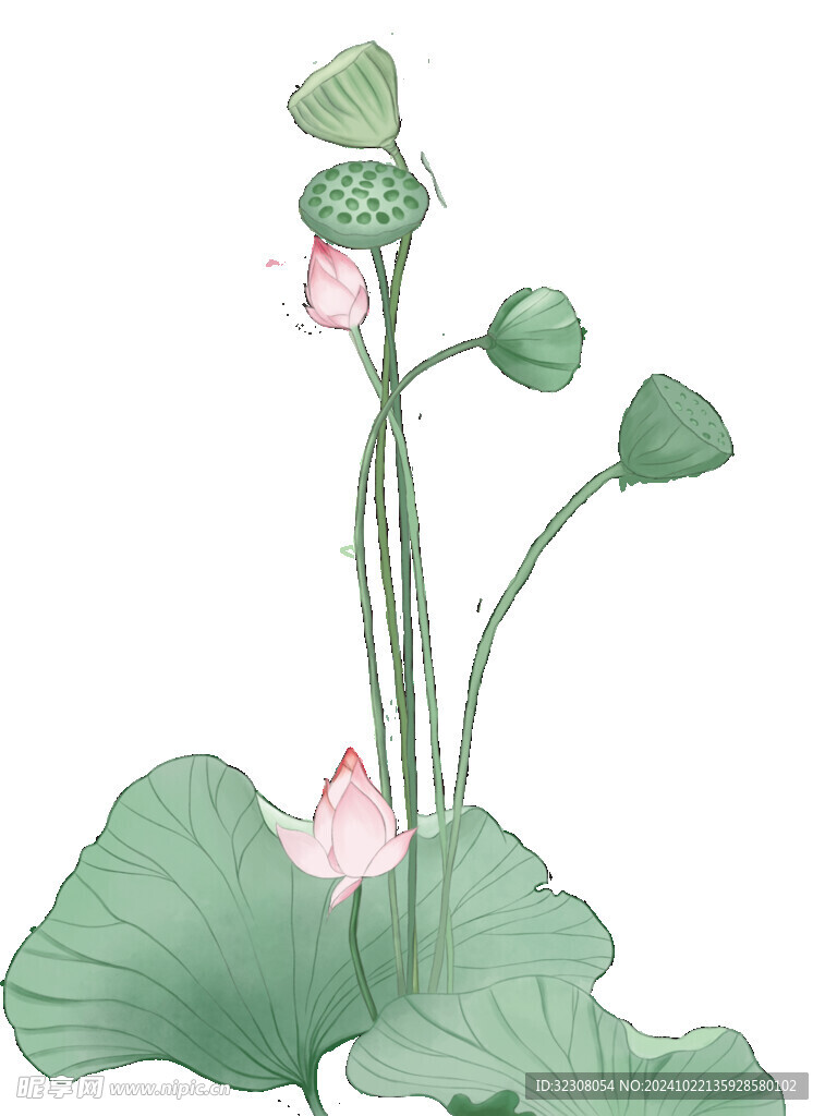 免扣荷花素材  