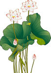 免扣荷花素材  