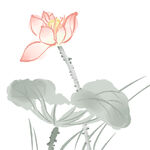 免扣荷花素材 