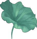免扣荷花素材  
