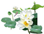 免扣荷花素材 