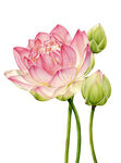 免扣荷花素材 