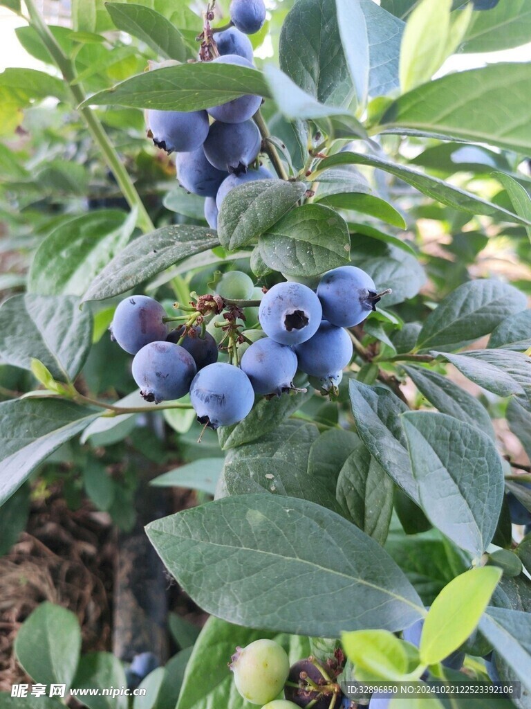 蓝莓