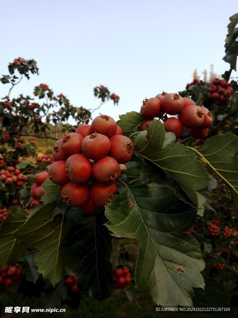 山楂