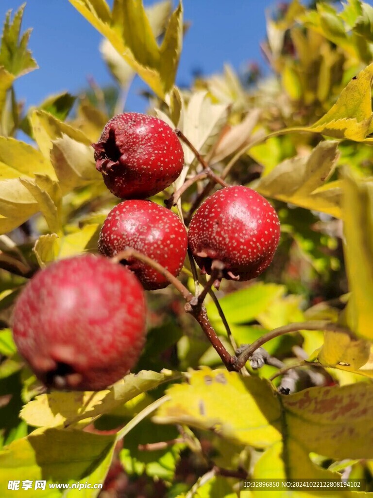 山楂