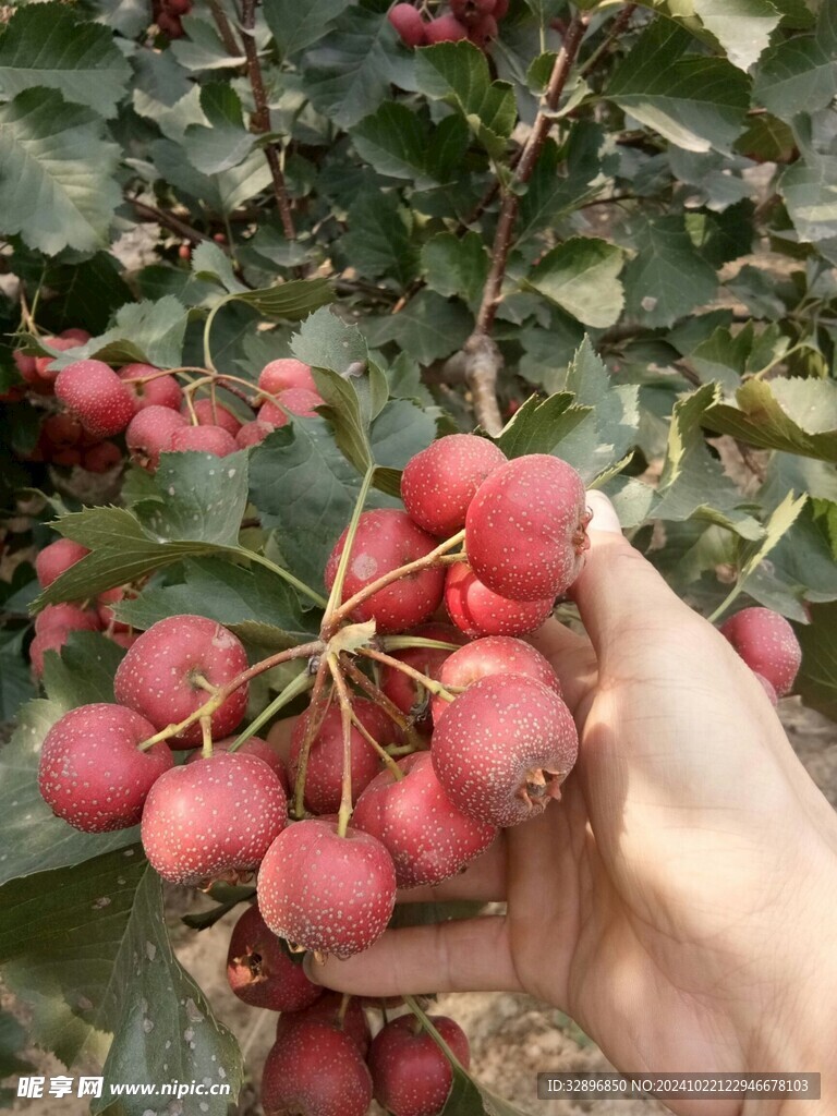 山楂