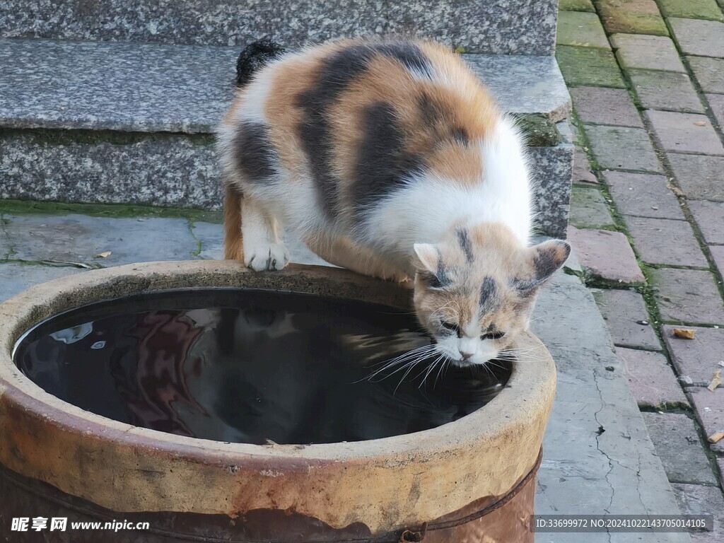 三花猫