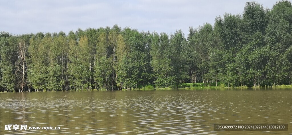 水边树林