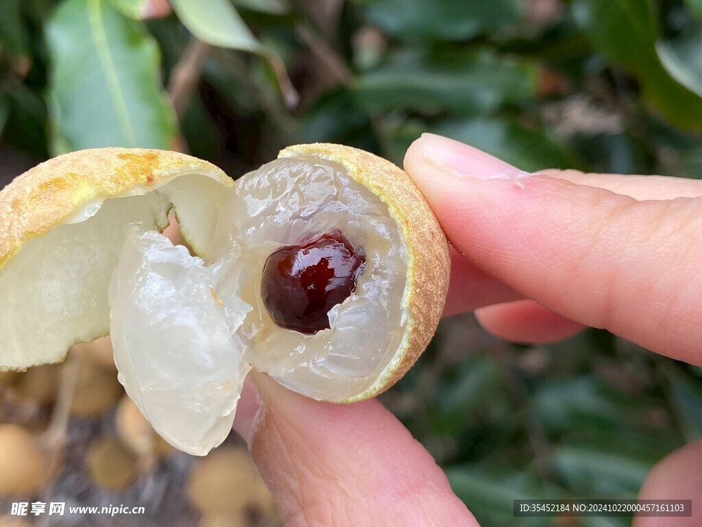 桂圆