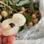 桂圆 