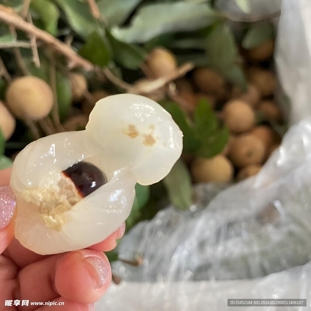 桂圆 