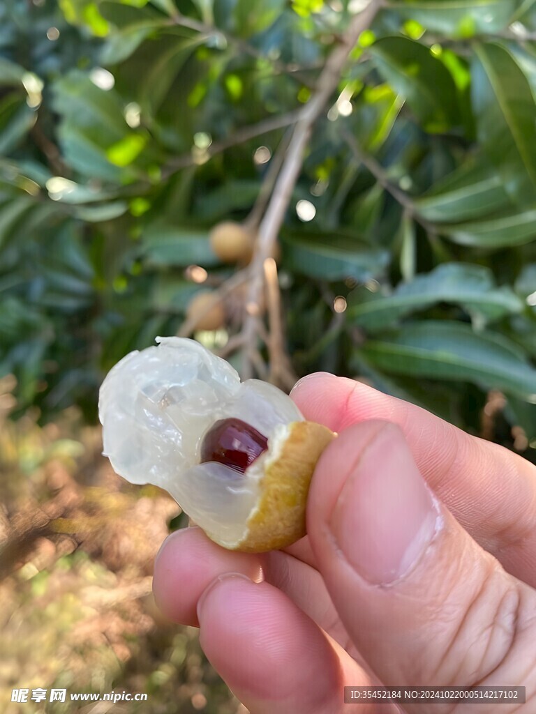 桂圆 