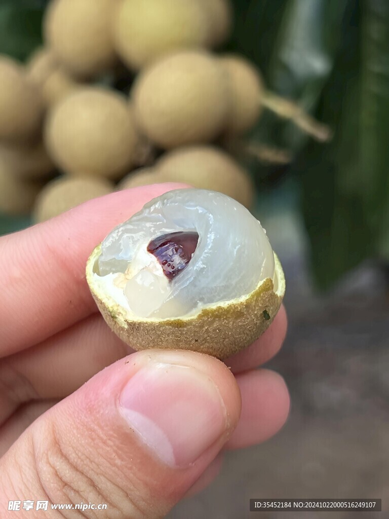 桂圆 