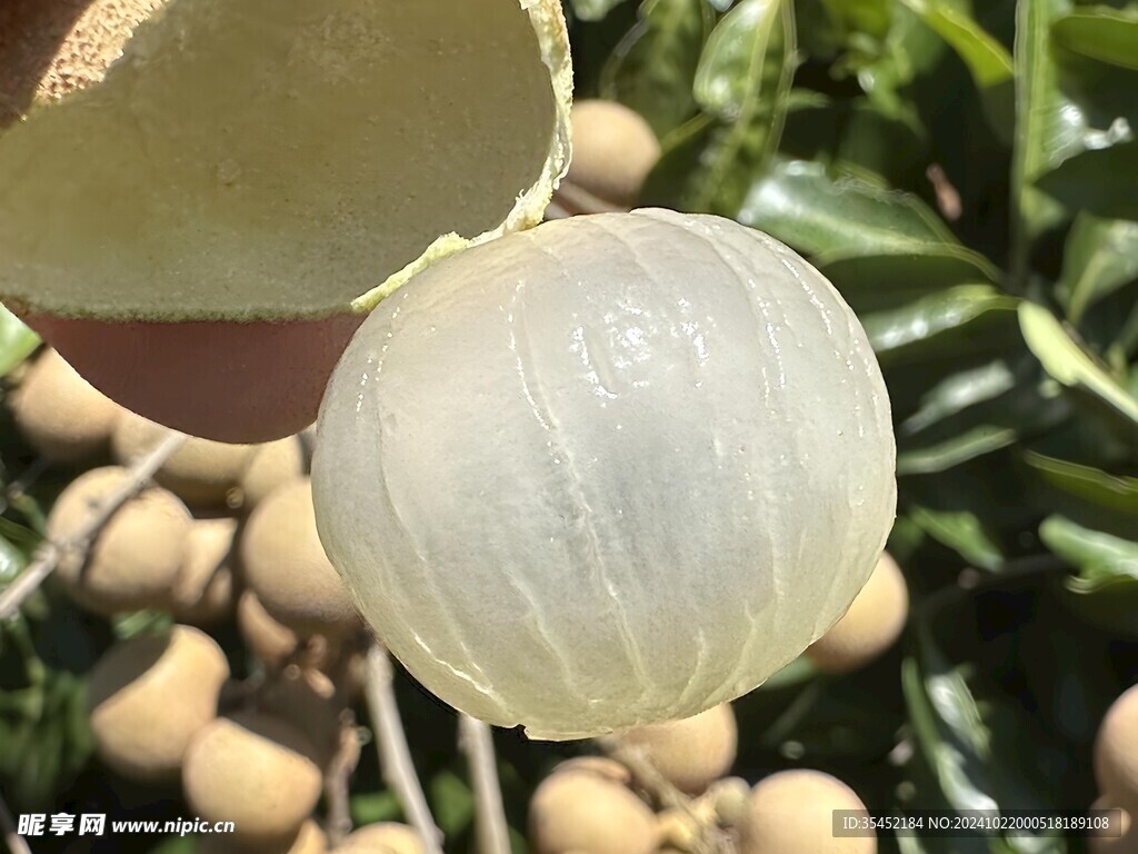 桂圆 