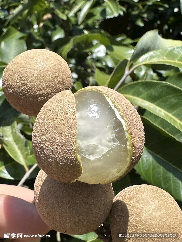 桂圆