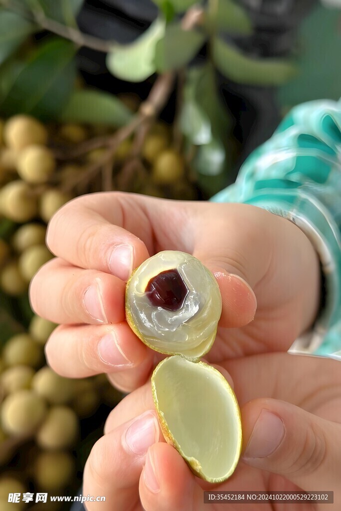 桂圆