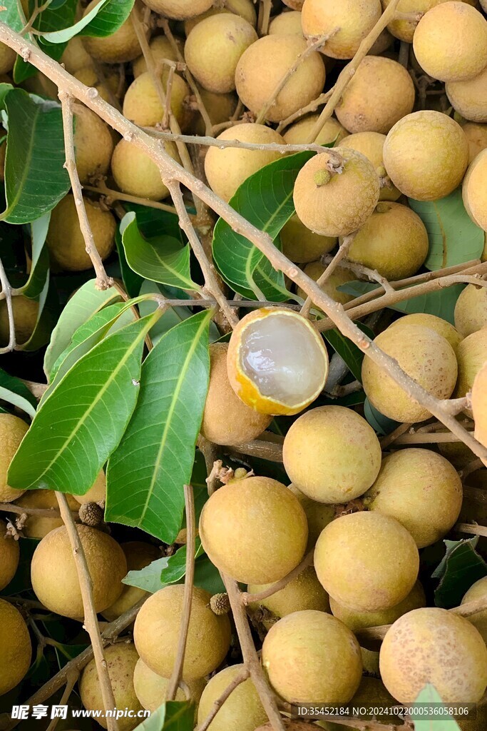 桂圆 