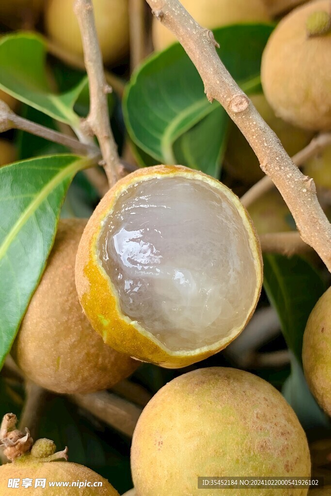 桂圆 