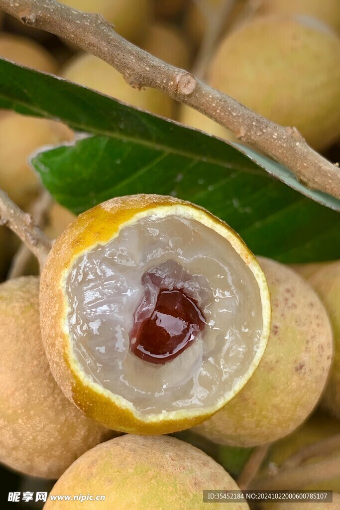 桂圆 