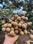 桂圆栽培