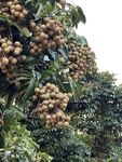 桂圆栽培