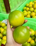 橙子