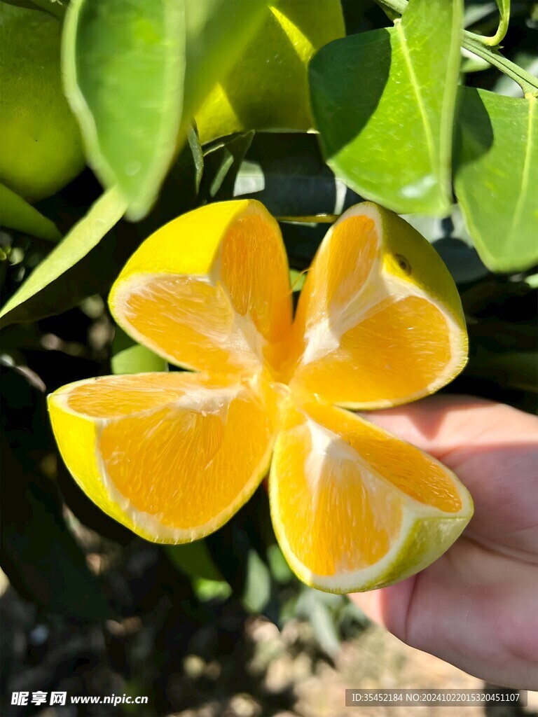 橙子