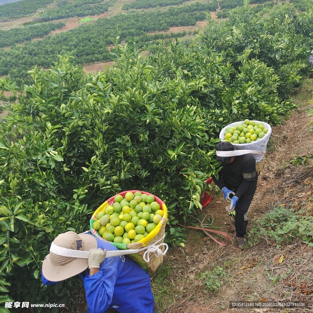 柑橘栽培