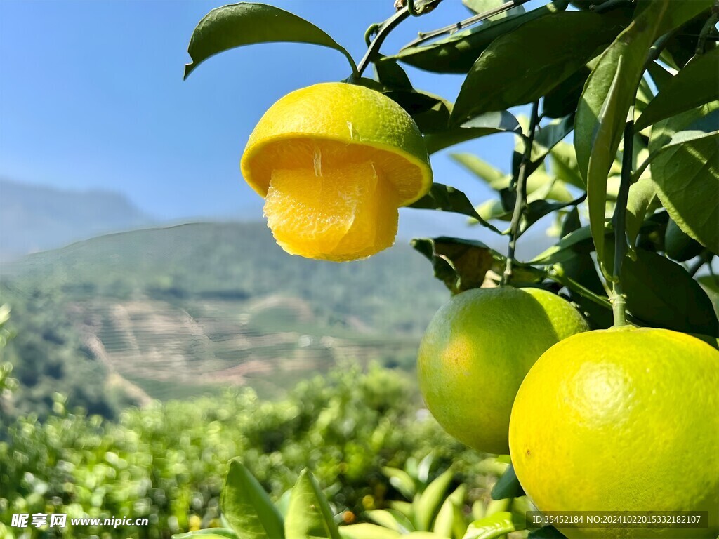 柑橘栽培