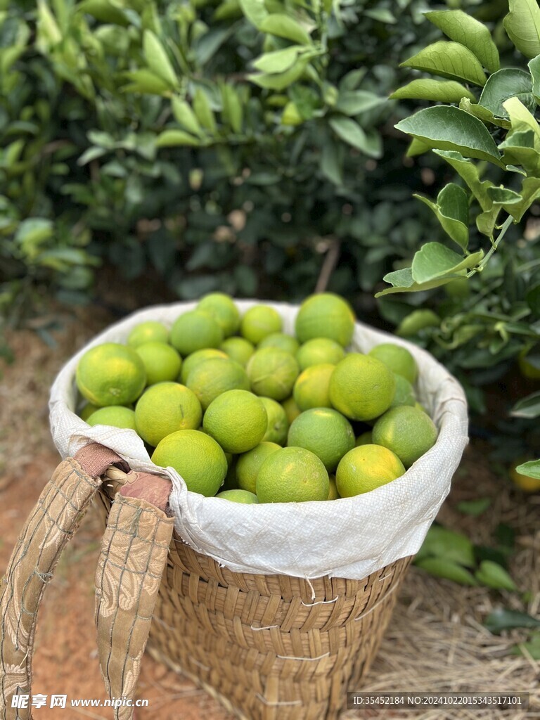 橙子