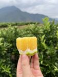 橙子