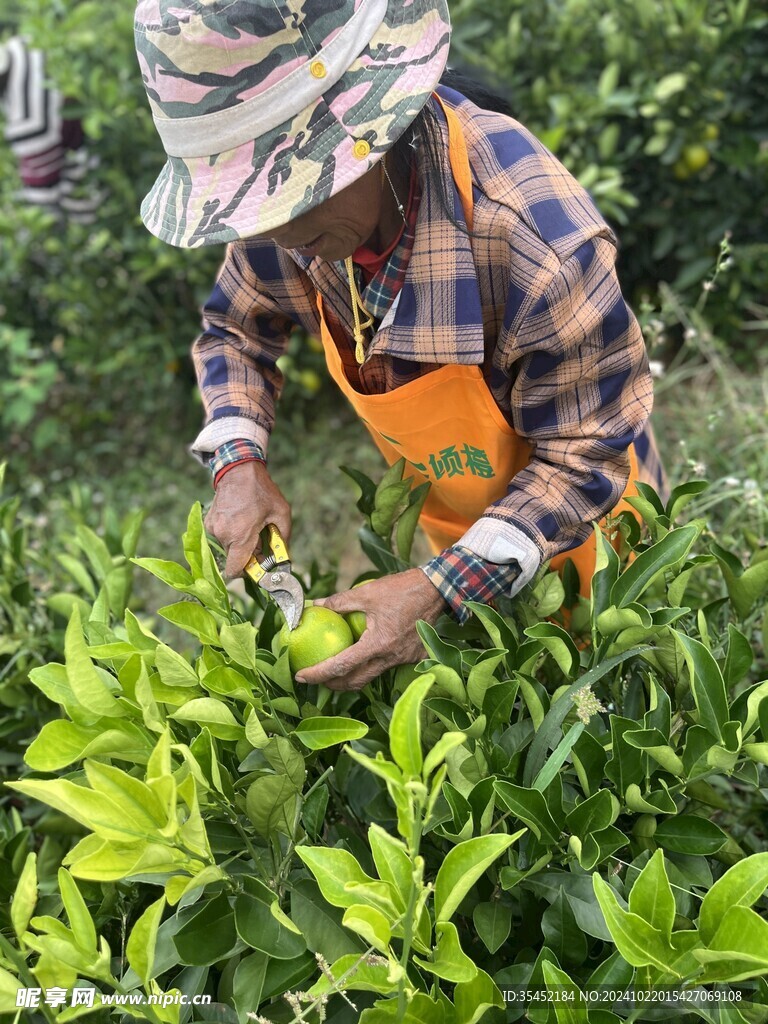 柑橘栽培