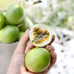 百香果